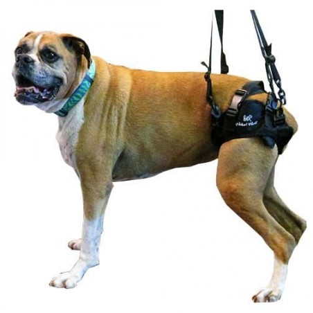 Harnais pour soulever le train arrière de votre chien handicapé train  arrière - Mikan Vet