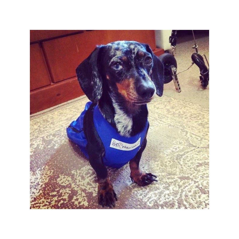 housse anti frottement chien chat paralysé train arrière gigotteuse