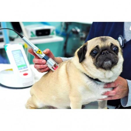 K-Laser® thérapie vétérinaire sur les chats chiens nac chevaux