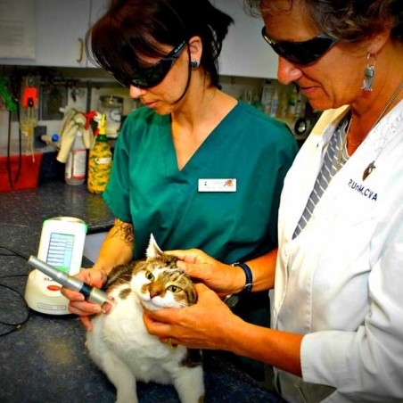 K-Laser® thérapie vétérinaire sur les chats chiens nac chevaux