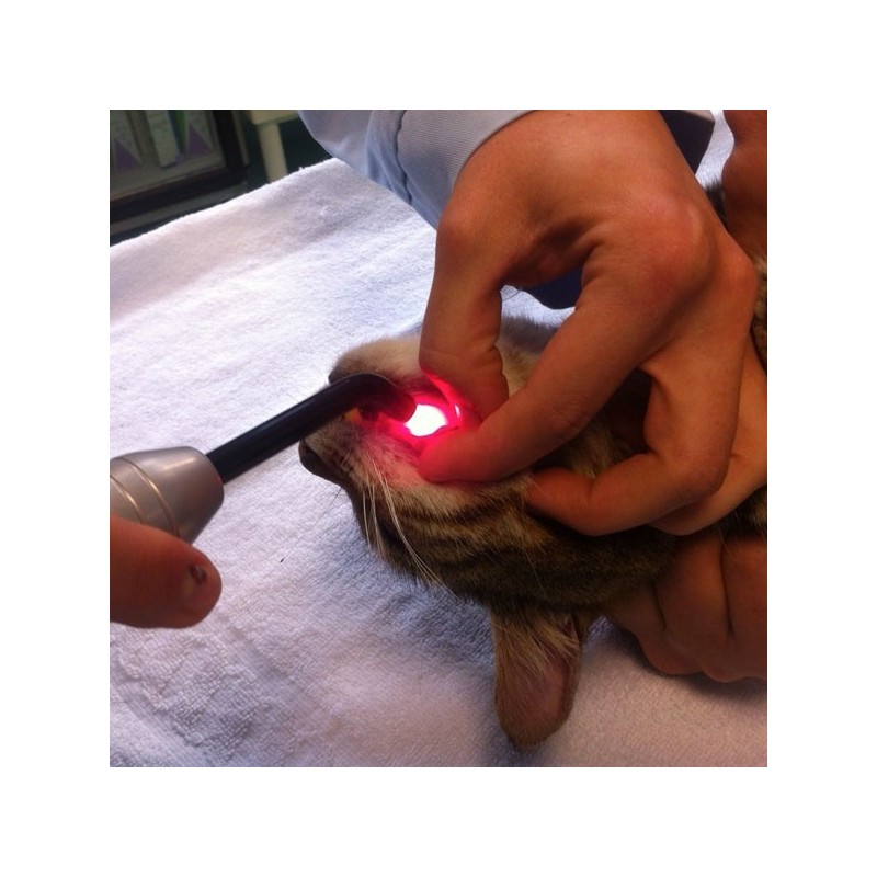 embout de précision K-laser® thérapie laser vétérinaire chien chat