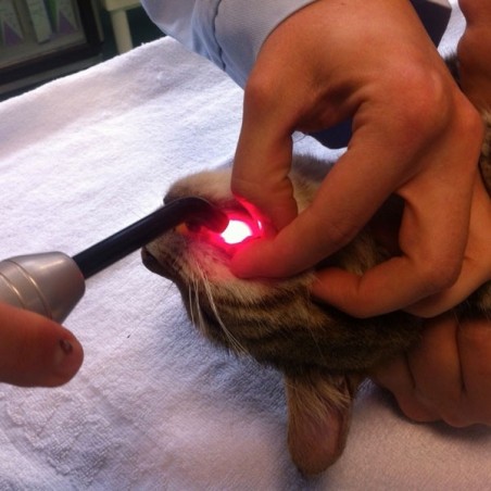 embout de précision K-laser® thérapie laser vétérinaire chien chat