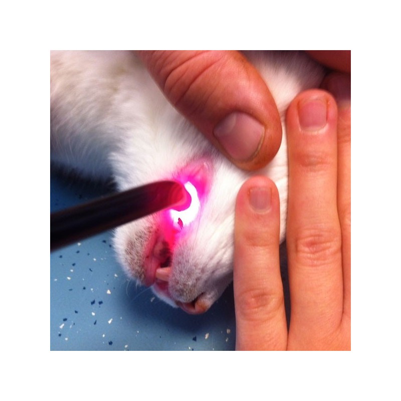 embout de précision K-laser® thérapie laser vétérinaire chien chat
