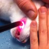 embout de précision K-laser® thérapie laser vétérinaire chien chat