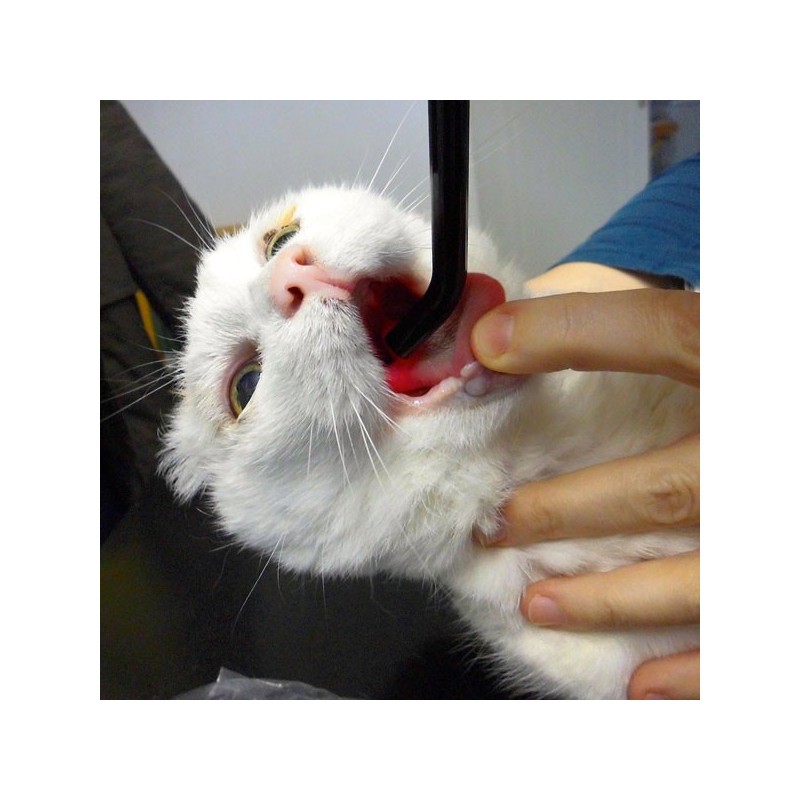 embout de précision K-laser® thérapie laser vétérinaire chien chat