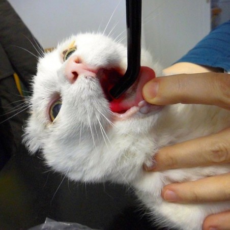 embout de précision K-laser® thérapie laser vétérinaire chien chat