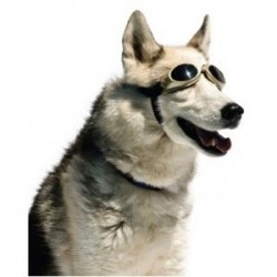 Lunette de protection K-laser® pour animaux chien chat thérapie laser