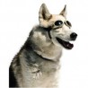 Lunette de protection K-laser® pour animaux chien chat thérapie laser