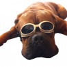 Lunette de protection K-laser® pour animaux chien chat thérapie laser