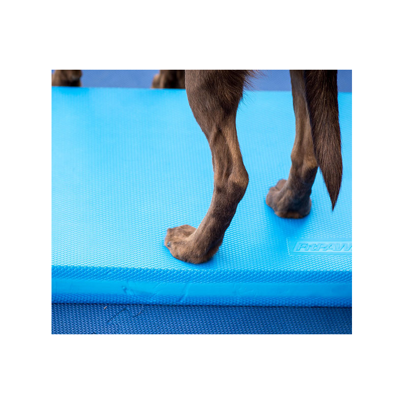 Balance Pad pour rééducation animale Balance Pad pour rééducation animale