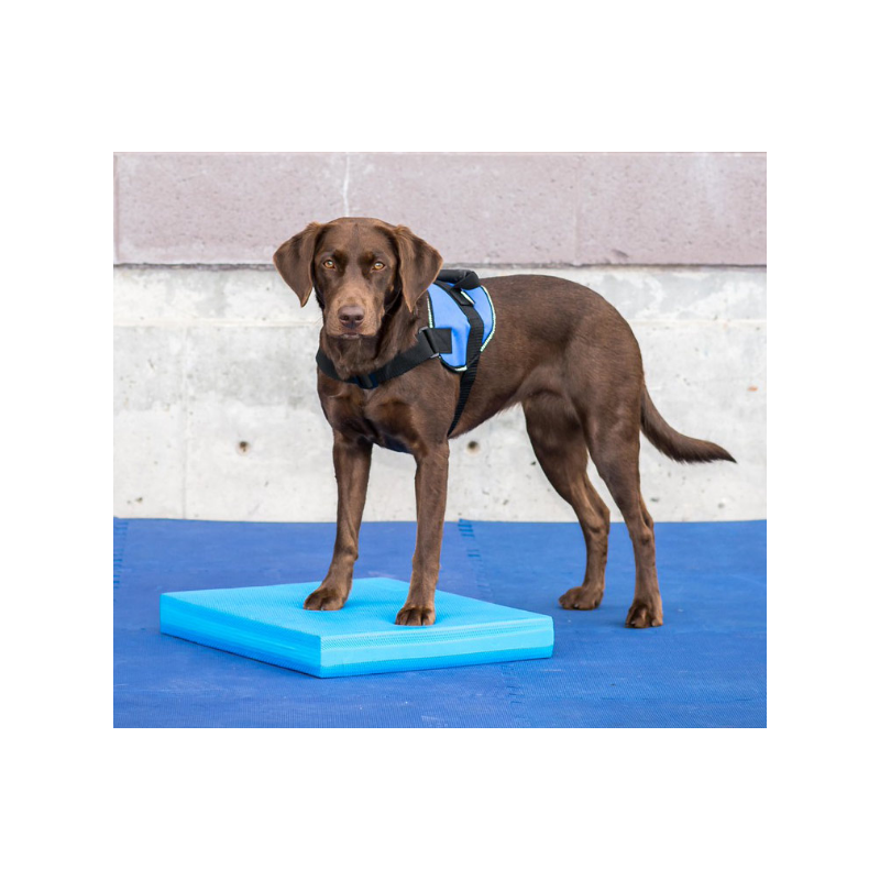 Balance Pad pour rééducation animale Balance Pad pour rééducation animale