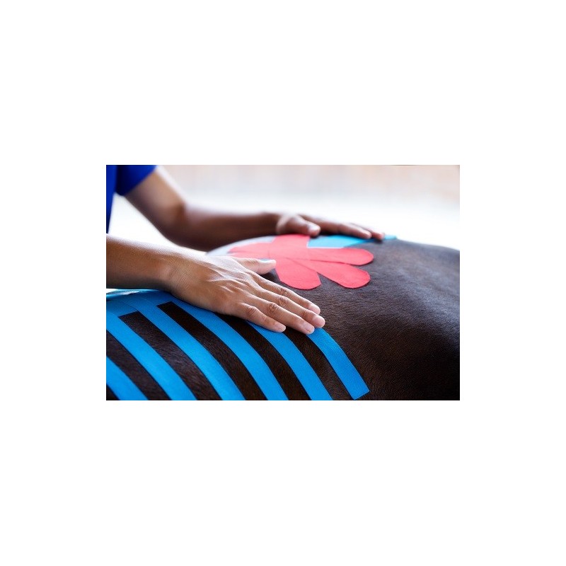 Bande Kinesio Taping VetkinTape® pour chevaux et chiens Bande Kinesio Taping VetkinTape® pour chevaux et chiens