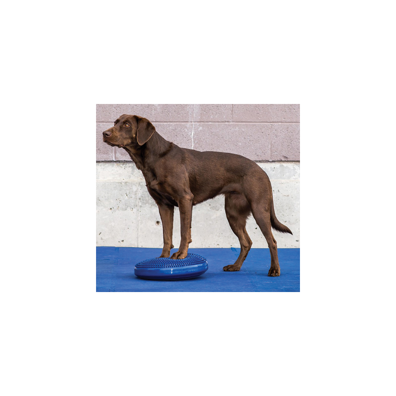 Disque d'équilibre FitPAWS Disque d'équilibre FitPAWS