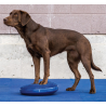 disque-equilibre-fitpaws-mikan