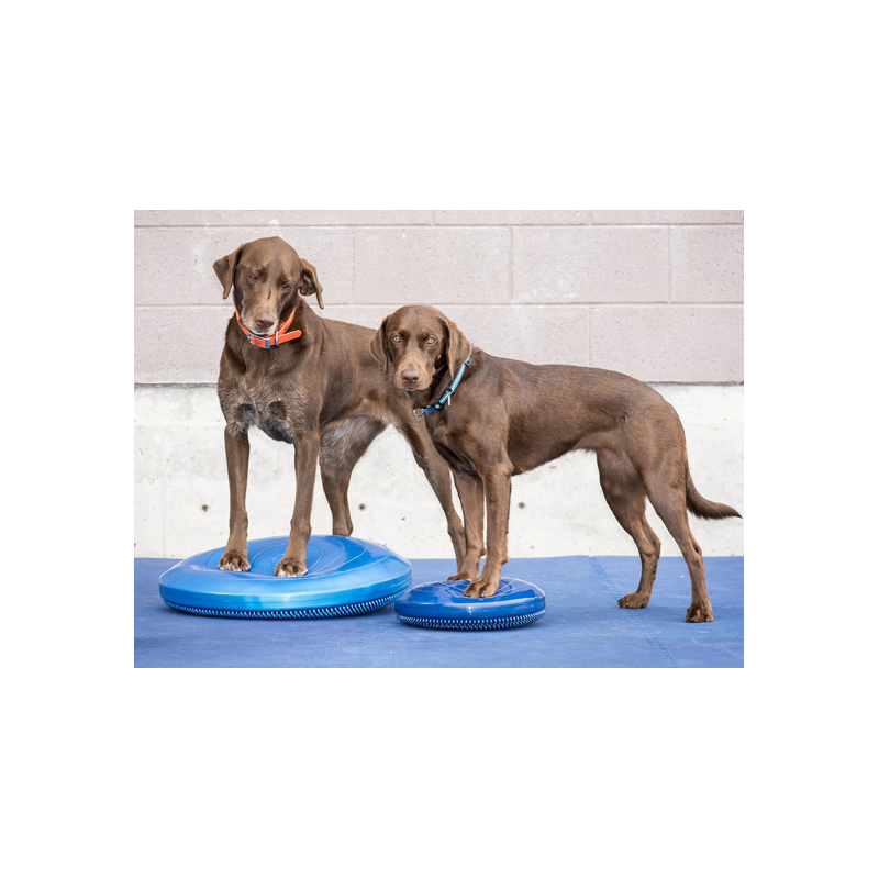 Disque d'équilibre FitPAWS Disque d'équilibre FitPAWS