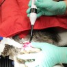 Embout de précision DoctorVet Embout de précision DoctorVet