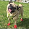 chaussure-protection-coussinets-pour-chien-pawz.jpg