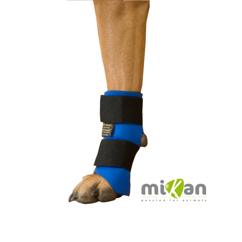 Carpoflex sport : attelle de maintien pour chien