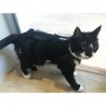 Ceinture dorsale pour chiens et chats hernie lombaire