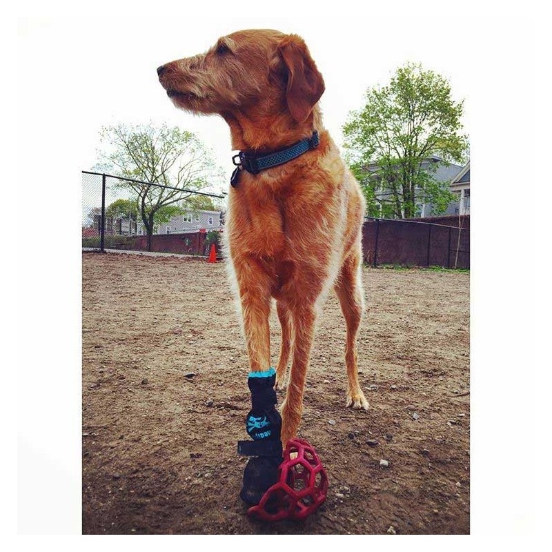 Bottine de protection plaies pansements pattes chats et chien mikan