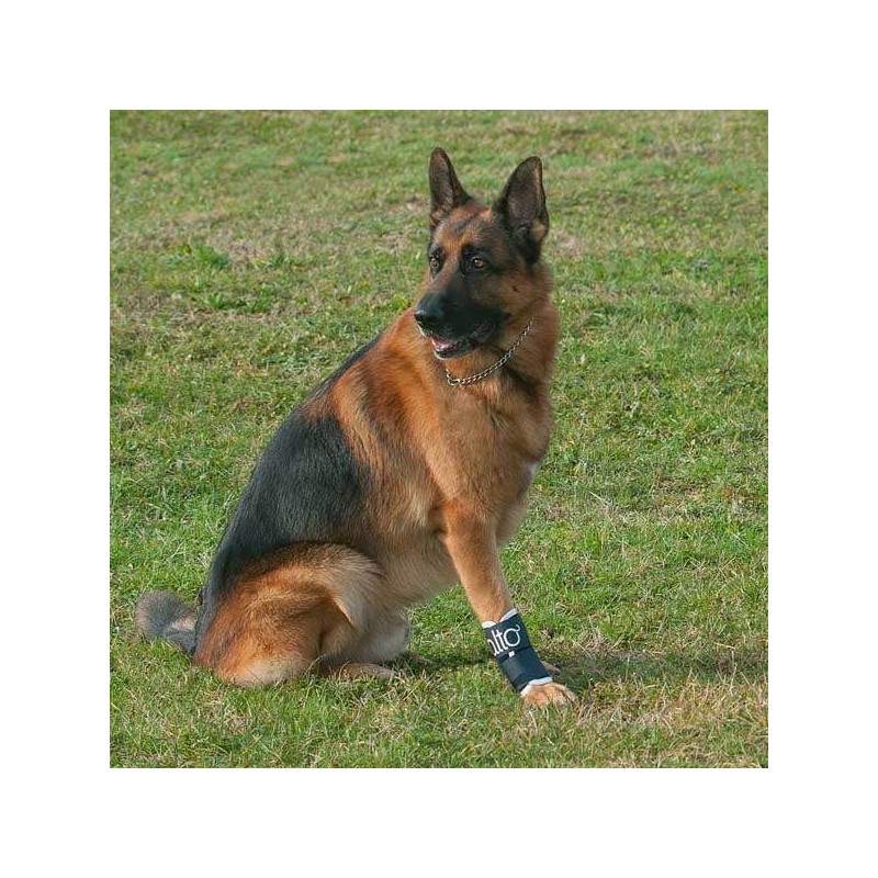 Attelle rigide immobilisante du carpe pour chien chats Balto Mikan