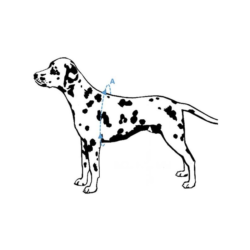 harnais chien chat promenade handicapé vieux