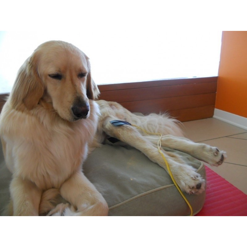 Stim Vet 2000 spécial muscles dénervés