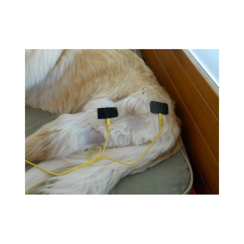 Stim Vet 2000 spécial muscles dénervés