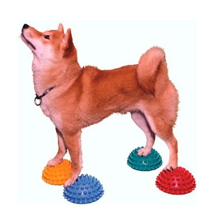 FITPAWS - FitPAWS Kit d'agilité pour chiens Canine Gym - Laisse pour chien  - Rue du Commerce