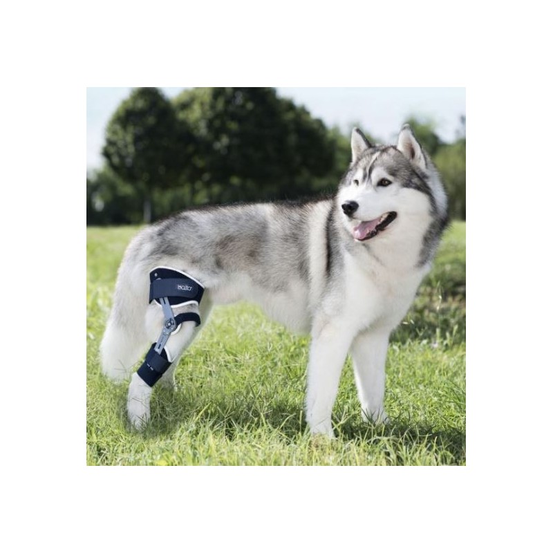 Genouillère articulée pour chien Balto Ligatek