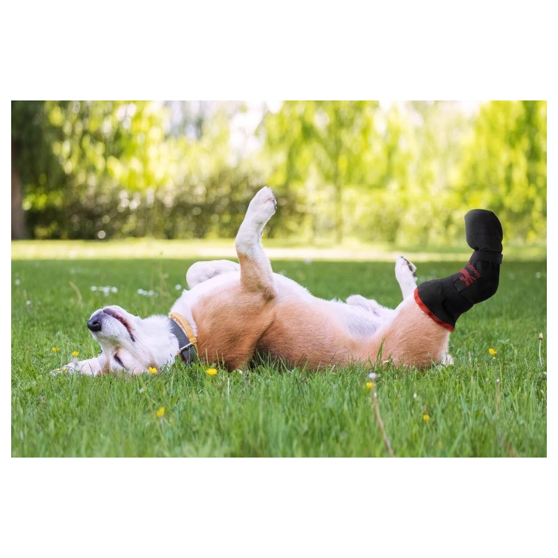 Bottines protection souple chiens et chats Medipaw