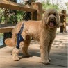Genouillère pour animaux Balto