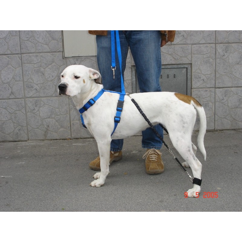 Système biko - dispositif d’assistance pattes arrière pour chien