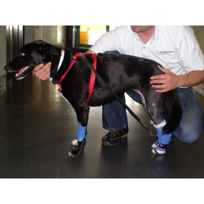 Système biko - dispositif d’assistance pattes arrière pour chien