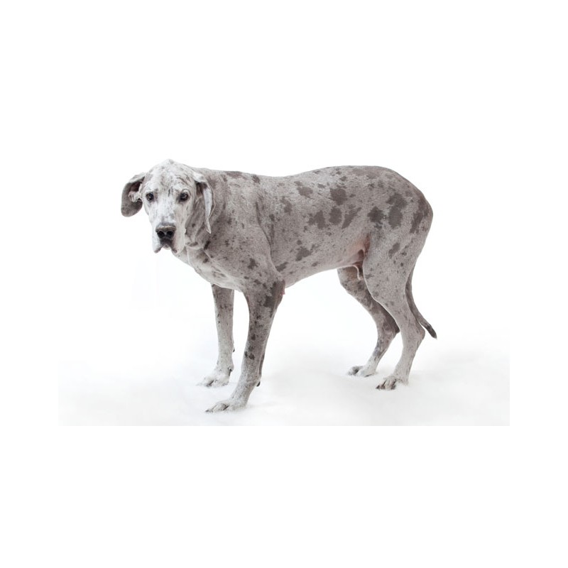 Système biko - dispositif d’assistance pattes arrière pour chien