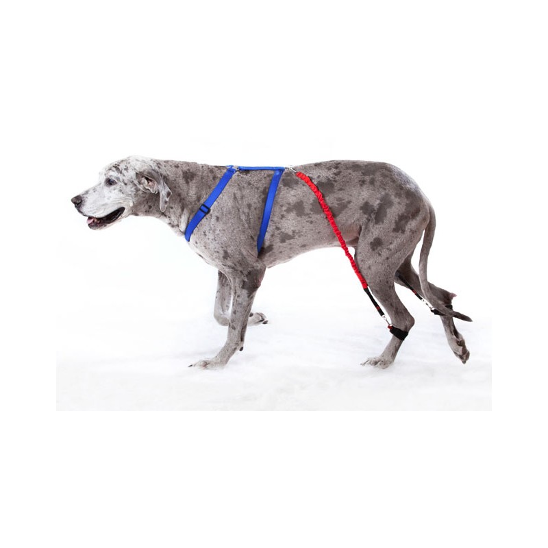 Système biko - dispositif d’assistance pattes arrière pour chien