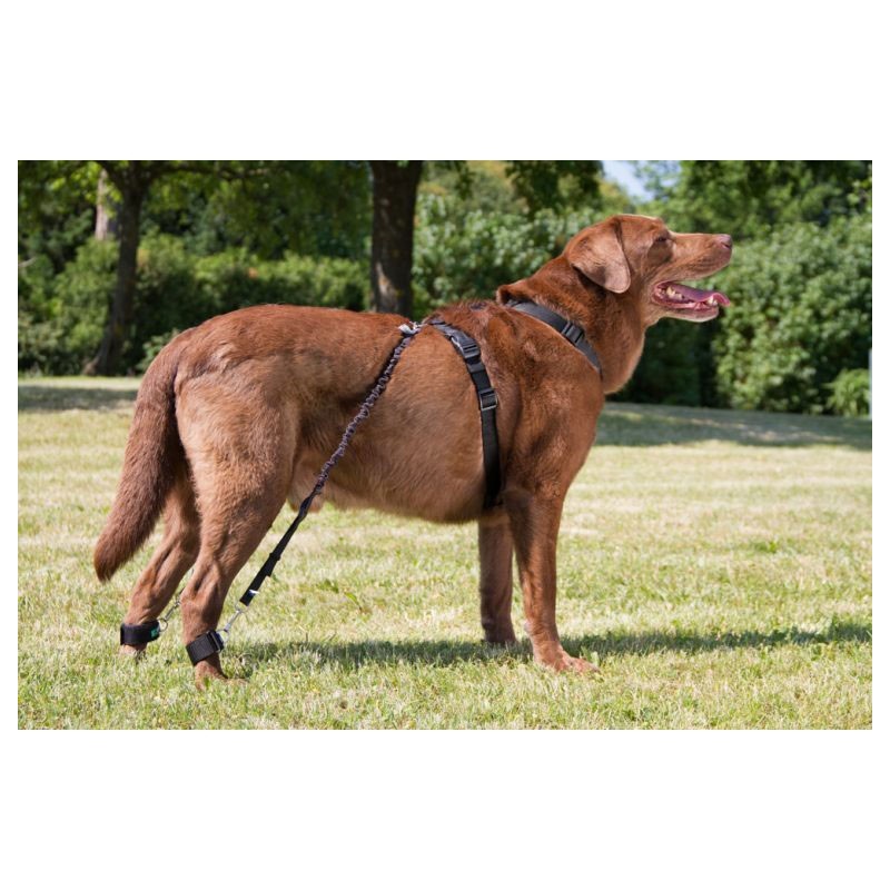 Brasards pour sytème Biko pour chiens et chats Mikan