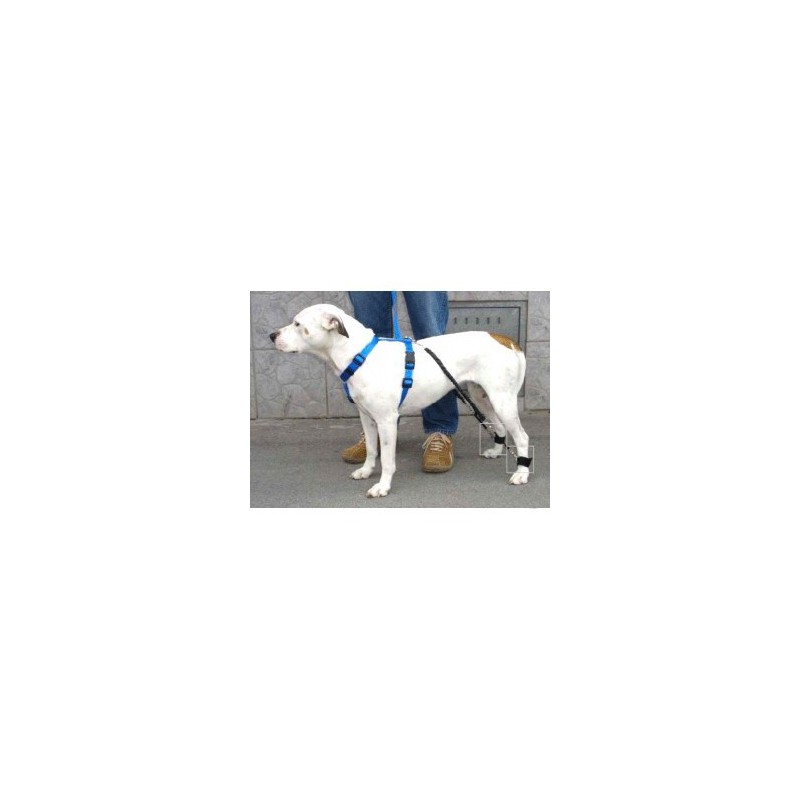 Élastiques pour système Biko - paires remplacement pour chiens et chat Mikan