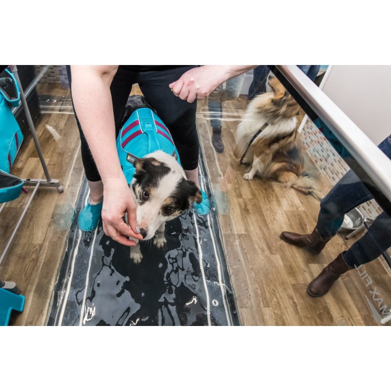 Tapis roulant immergé pour animaux Hydro Physio 5