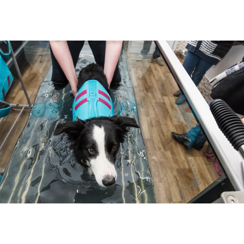 Tapis roulant immergé pour animaux Hydro Physio 5