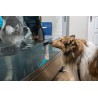 Tapis roulant immergé pour animaux Hydro Physio 5
