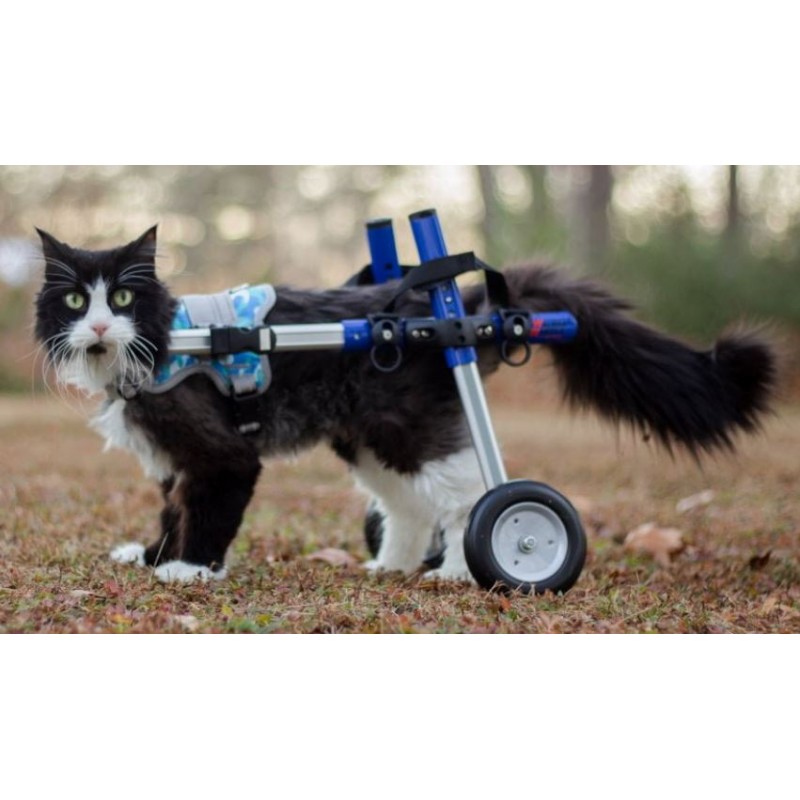 Harnais de portage pattes avant pour chien walkin'warrior