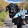 Harnais de portage pattes avant pour chien walkin'warrior