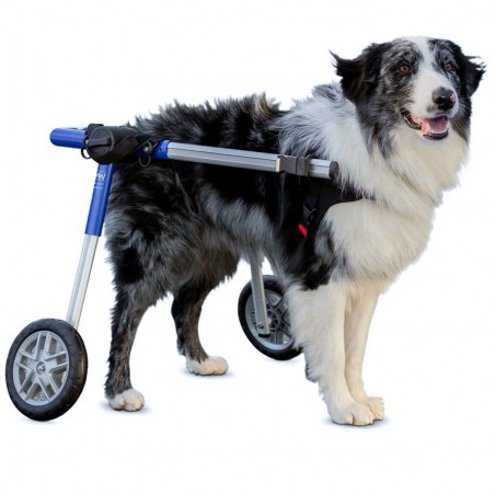 chariot roulant pour chien walkin'wheels mikan