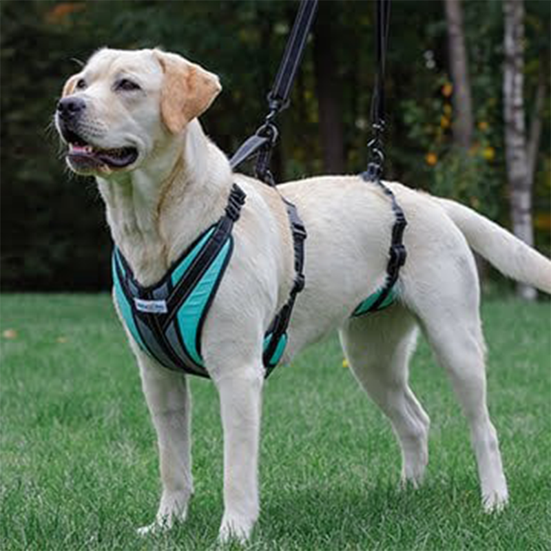 Harnais total Walkin Pets pour chien handicapé Mikan Harnais total Walkin Pets pour chien handicapé Mikan
