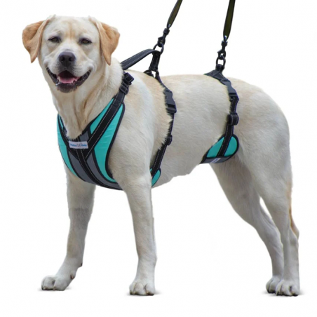 Commandez votre harnais de voiture pour chien