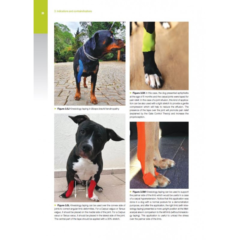 Manuel d’instruction pédagogique de kinésio taping pour chien