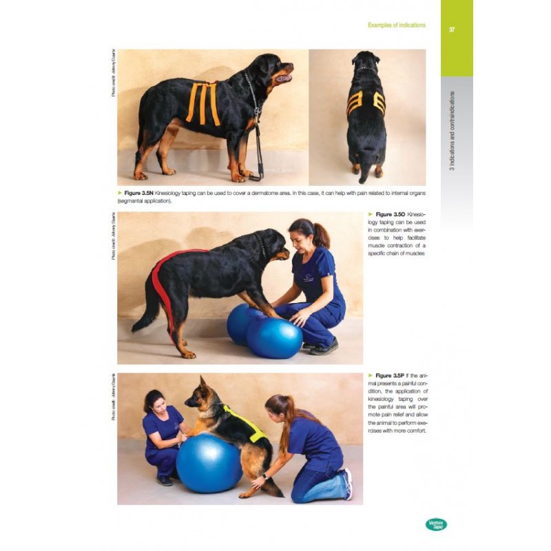 Manuel d’instruction pédagogique de kinésio taping pour chien