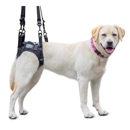 Harnais pour soulever le train arrière de votre chien handicapé train  arrière - Mikan Vet