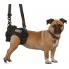 harnais-train-arriere-pour-chien-walkin-wheels.jpg